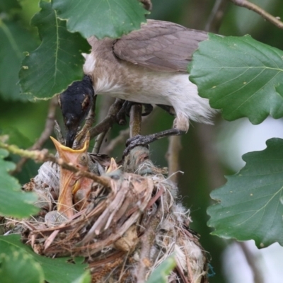 Philemon corniculatus (Noisy Friarbird) at Gordon, ACT - 8 Dec 2021 by RodDeb