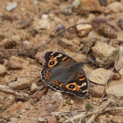 Junonia villida (Meadow Argus) at Cook, ACT - 7 Dec 2021 by Tammy