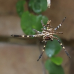 Neosparassus calligaster (Beautiful Badge Huntsman) at Cook, ACT - 9 Dec 2021 by Tammy