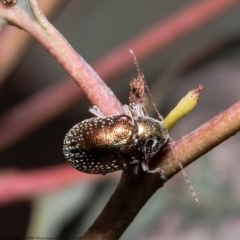 Edusella sp. (genus) (A leaf beetle) at Coree, ACT - 9 Dec 2021 by Roger