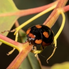 Paropsisterna beata (Blessed Leaf Beetle) at Woodstock Nature Reserve - 9 Dec 2021 by Roger