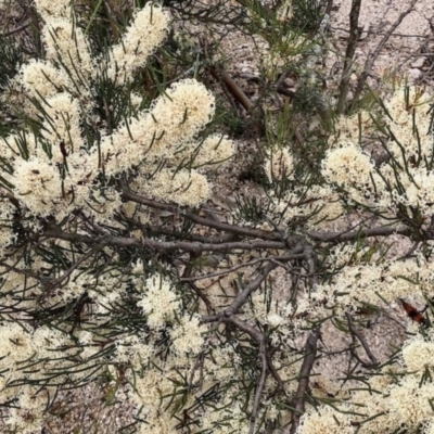 Hakea microcarpa (Small-fruit Hakea) at Yaouk, NSW - 5 Dec 2021 by KMcCue