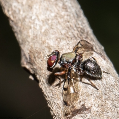 Pogonortalis doclea (Boatman fly) at Macgregor, ACT - 9 Dec 2021 by Roger