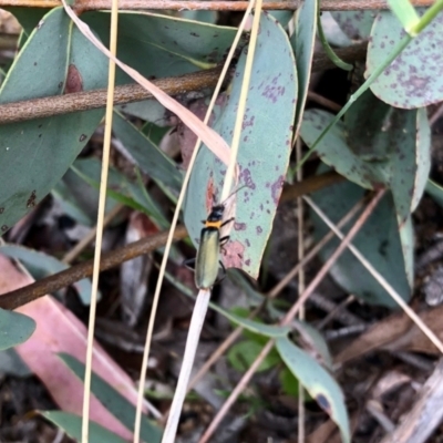 Chauliognathus lugubris (Plague Soldier Beetle) at Yaouk, NSW - 5 Dec 2021 by KMcCue