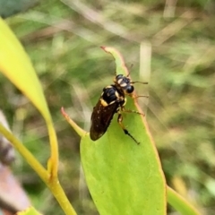 Xyloperga lalage (A perginae sawfly) at Yaouk, NSW - 5 Dec 2021 by KMcCue