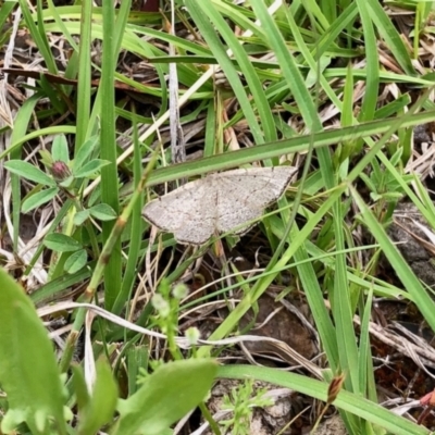 Taxeotis intermixtaria (Dark-edged Taxeotis) at Yaouk, NSW - 5 Dec 2021 by KMcCue