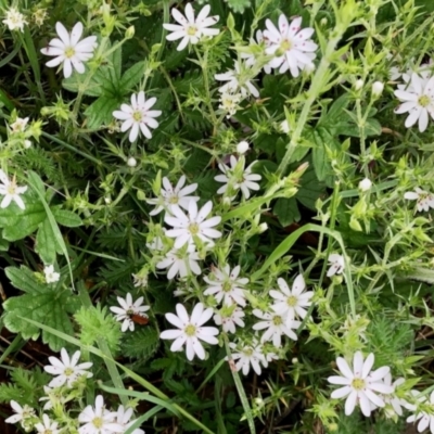 Stellaria pungens (Prickly Starwort) at Yaouk, NSW - 5 Dec 2021 by KMcCue