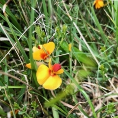 Mirbelia oxylobioides (Mountain Mirbelia) at Yaouk, NSW - 5 Dec 2021 by KMcCue