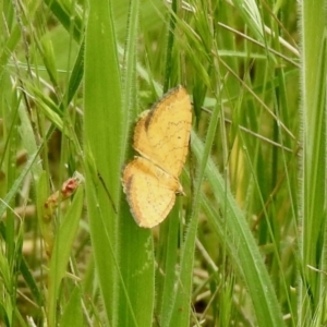 Chrysolarentia correlata at Yaouk, NSW - 5 Dec 2021