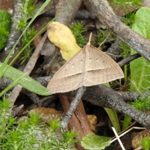 Epidesmia hypenaria at Yaouk, NSW - 5 Dec 2021