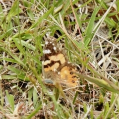 Vanessa kershawi (Australian Painted Lady) at Yaouk, NSW - 5 Dec 2021 by KMcCue