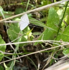 Taxeotis endela (Looper or geometer moth) at Murrumbateman, NSW - 4 Dec 2021 by SimoneC