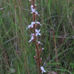 Stylidium graminifolium (Grass Triggerplant) at Tuggeranong Creek to Monash Grassland - 8 Dec 2021 by AndyRoo