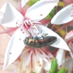 Diphucrania minutissima at Paddys River, ACT - 7 Dec 2021