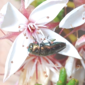 Diphucrania minutissima at Paddys River, ACT - 7 Dec 2021