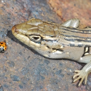 Liopholis whitii at Paddys River, ACT - 7 Dec 2021