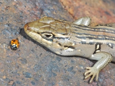 Liopholis whitii (White's Skink) at Paddys River, ACT - 7 Dec 2021 by Harrisi