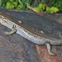 Liopholis whitii at Paddys River, ACT - 7 Dec 2021