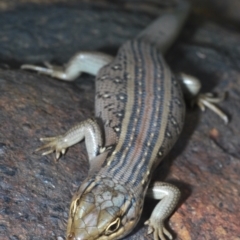 Liopholis whitii at Paddys River, ACT - 7 Dec 2021 11:31 AM