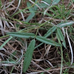 Grona varians (Slender Tick-Trefoil) at Monash Grassland - 8 Dec 2021 by AndyRoo