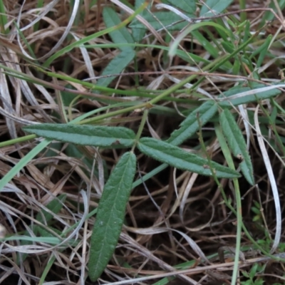 Grona varians (Slender Tick-Trefoil) at Tuggeranong Creek to Monash Grassland - 8 Dec 2021 by AndyRoo