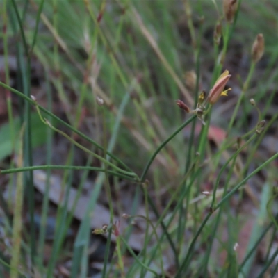 Tricoryne elatior (Yellow Rush Lily) at Monash Grassland - 8 Dec 2021 by AndyRoo