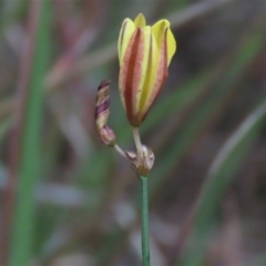 Tricoryne elatior at Monash, ACT - 8 Dec 2021