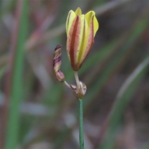 Tricoryne elatior at Monash, ACT - 8 Dec 2021