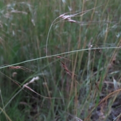 Austrostipa bigeniculata (Kneed Speargrass) at Tuggeranong Creek to Monash Grassland - 8 Dec 2021 by AndyRoo