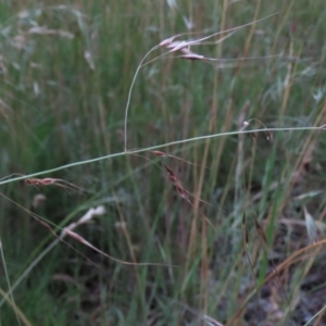 Austrostipa bigeniculata at Monash, ACT - 8 Dec 2021 07:39 PM