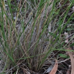 Austrostipa bigeniculata at Monash, ACT - 8 Dec 2021 07:39 PM