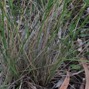 Austrostipa bigeniculata at Monash, ACT - 8 Dec 2021