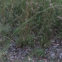 Austrostipa bigeniculata at Monash, ACT - 8 Dec 2021