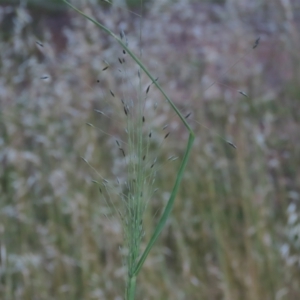 Eragrostis trachycarpa at Monash, ACT - 8 Dec 2021 07:46 PM