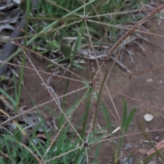 Chloris truncata (Windmill Grass) at Monash, ACT - 8 Dec 2021 by AndyRoo