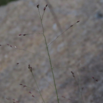 Panicum effusum (Hairy Panic Grass) at Monash Grassland - 8 Dec 2021 by AndyRoo