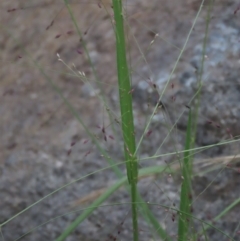 Panicum effusum at Monash, ACT - 8 Dec 2021 07:56 PM