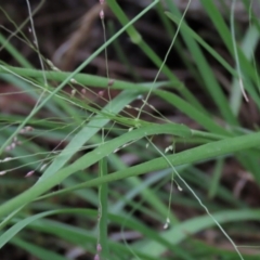 Panicum effusum at Monash, ACT - 8 Dec 2021 07:56 PM