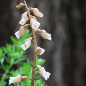 Gastrodia sesamoides at Capital Hill, ACT - suppressed