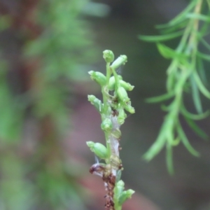 Microtis sp. at Canberra, ACT - suppressed