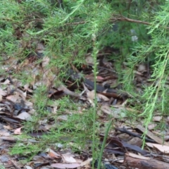 Microtis sp. at Canberra, ACT - suppressed