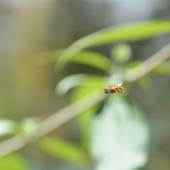 Eristalinus (genus) (A Hover Fly) at Wamboin, NSW - 25 Dec 2020 by natureguy