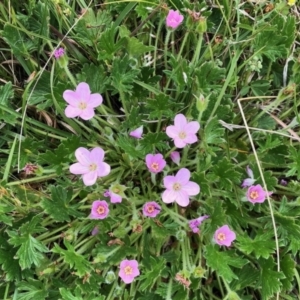 Geranium antrorsum at Yaouk, NSW - 5 Dec 2021