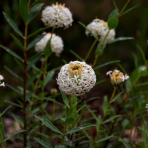 Pimelea treyvaudii at Banks, ACT - 8 Dec 2021