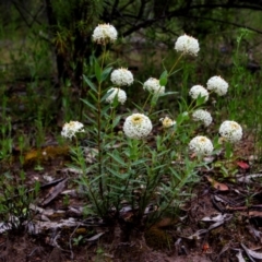 Pimelea treyvaudii at Banks, ACT - 8 Dec 2021