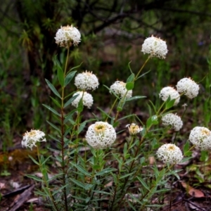 Pimelea treyvaudii at Banks, ACT - 8 Dec 2021 10:31 AM