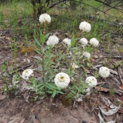 Pimelea treyvaudii at Banks, ACT - 8 Dec 2021 10:31 AM