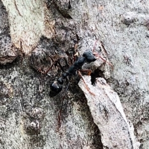 Myrmecia sp. (genus) at Yaouk, NSW - 5 Dec 2021