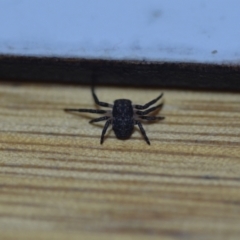 Cymbacha sp (genus) (A crab spider) at Wamboin, NSW - 2 Jan 2021 by natureguy