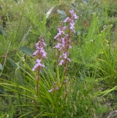 Stylidium sp. (Trigger Plant) at Rendezvous Creek, ACT - 4 Dec 2021 by WendyW